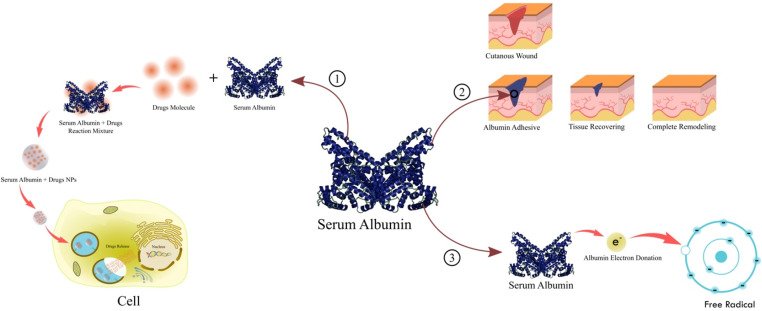 Albumīns: An Essential Protein for Your Health