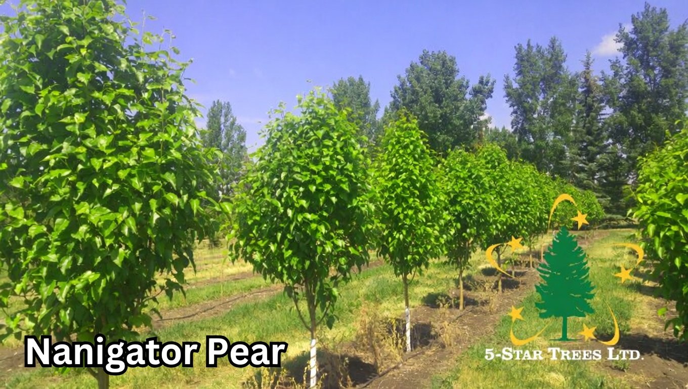 Navigator Pear: Your Complete Guide